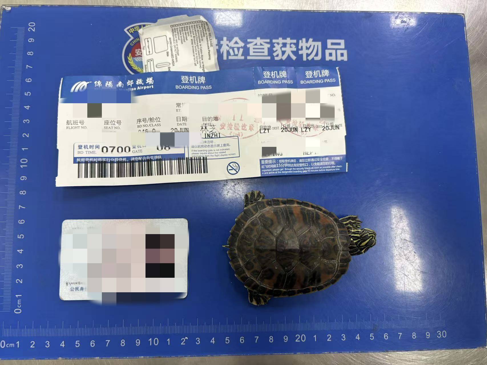 皇冠信用網怎么申请_女子将宠物乌龟藏在蝴蝶结盘发内皇冠信用網怎么申请，过安检乘飞机时被查 警方：批评教育