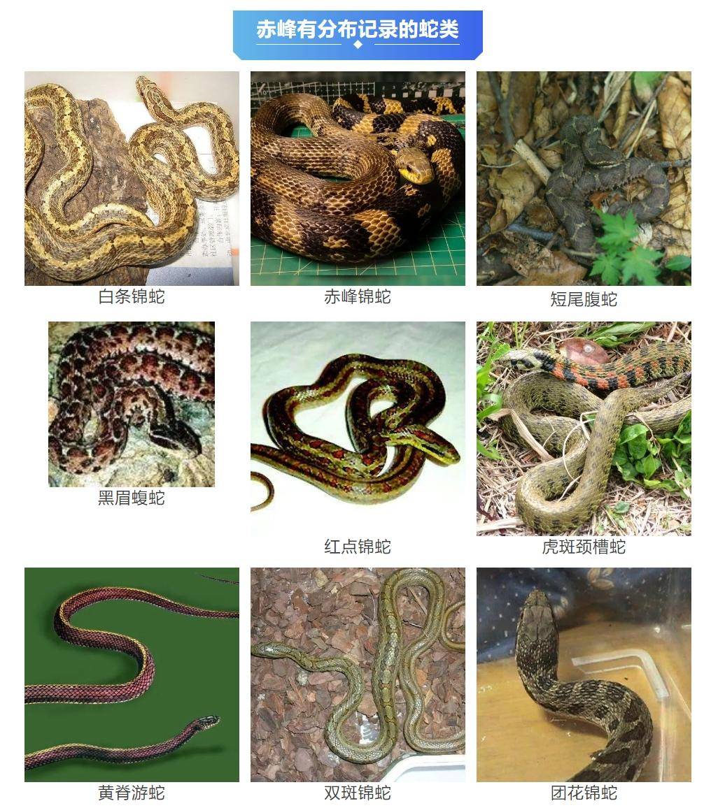 皇冠登3代理申请_内蒙古赤峰有人拍到了“鸡脖子蛇”皇冠登3代理申请，有毒！千万小心！